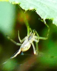 Araneae