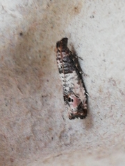 Notocelia incarnatana