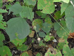 Neolasioptera desmodii