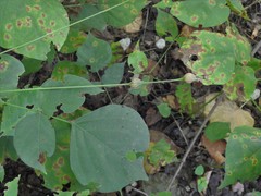 Neolasioptera desmodii