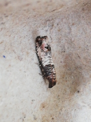 Notocelia incarnatana