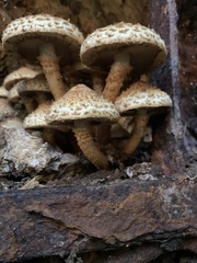 Pholiota squarrosa