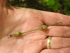 Neolasioptera desmodii