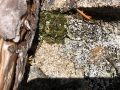 Psoroma hypnorum