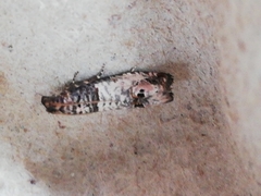 Notocelia incarnatana