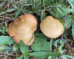 Chalciporus rubinellus