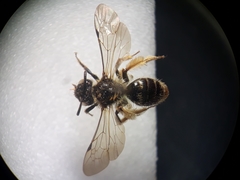 Andrena fulvago