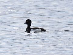 Aythya fuligula