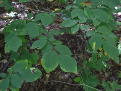 Leucanthiza dircella