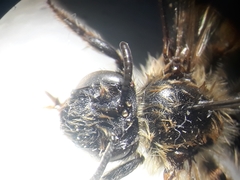 Andrena fulvago