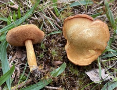 Chalciporus rubinellus