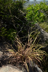 Eulalia quadrinervis