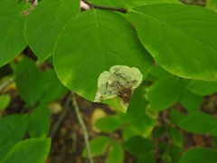 Leucanthiza dircella