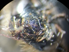 Andrena fulvago