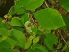 Leucanthiza dircella