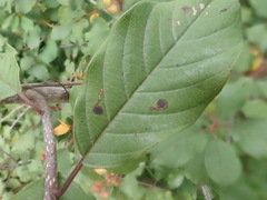 Bucculatrix frangutella