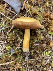 Chalciporus rubinellus