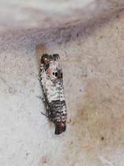 Notocelia incarnatana