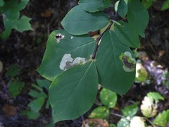 Leucanthiza dircella