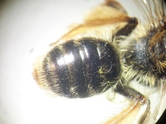 Andrena fulvago