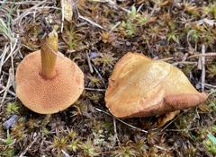 Chalciporus rubinellus