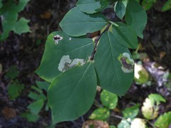Leucanthiza dircella