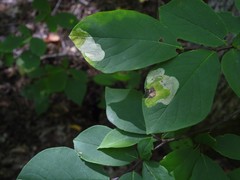 Leucanthiza dircella