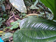Anthurium ovatifolium