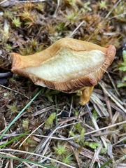 Chalciporus rubinellus