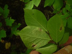 Leucanthiza dircella