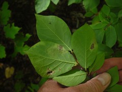 Leucanthiza dircella