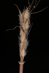 Eulalia quadrinervis