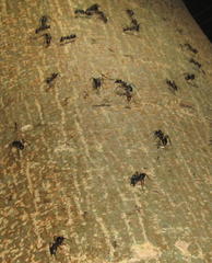 Camponotus sexpunctatus