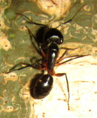 Camponotus sexpunctatus