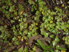 Chascanum cuneifolium