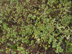 Chascanum cuneifolium