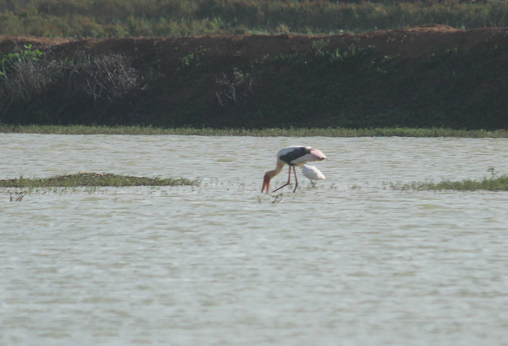 Painted Stork