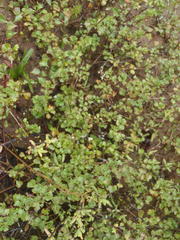 Chascanum cuneifolium