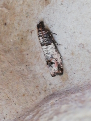 Notocelia incarnatana