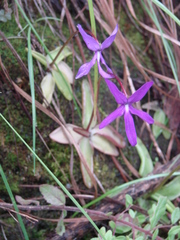 Pinguicula orchidioides