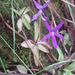 Pinguicula orchidioides - Photo (c) Carlos Galindo-Leal, μερικά δικαιώματα διατηρούνται (CC BY-NC), uploaded by Carlos Galindo-Leal