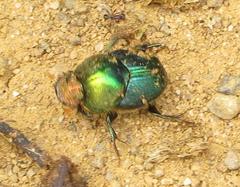 Proagoderus aureiceps