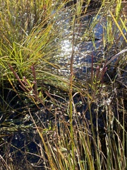 Epilobium adenocaulon