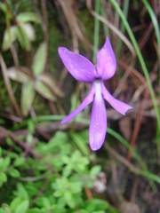 Pinguicula orchidioides