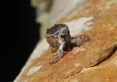 Eubulus triangularis