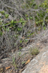 Apocopis wrightii