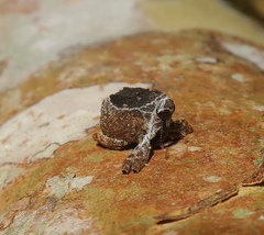 Eubulus triangularis