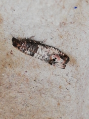 Notocelia incarnatana