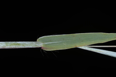 Apocopis wrightii