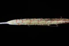 Apocopis wrightii